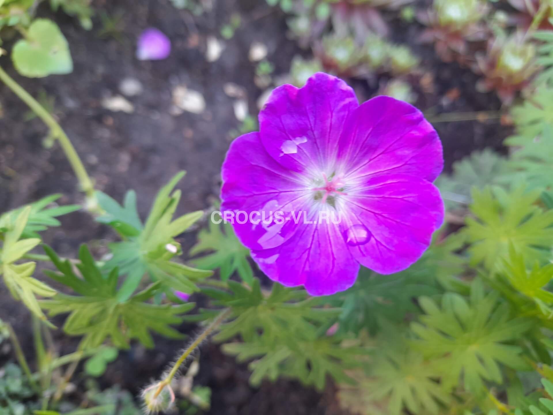 Герань кроваво-красная «Max Frei»